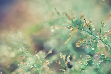 Macro water drops on grass Select focus and manual focus. In the pastel style