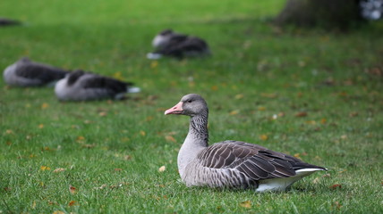 Gänse (Anserinae)/ Graugans (Anser anser) auf der Wiese