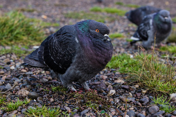 pigeon