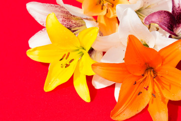 Obraz na płótnie Canvas A bouquet of lilies. Red background. Beautiful flowers. 