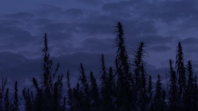 Slow motion wide shot of marijuana field in the amazing dusk background.