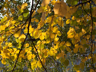 Branches full of yellow and green leaves illuminated by sunlight