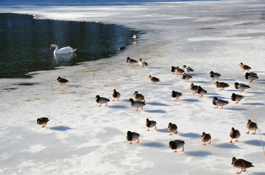Tamed wild ducks and a swan in the frozen pond