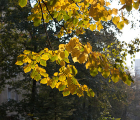 A branch full of yellow and green leaves illuminated by sunlight