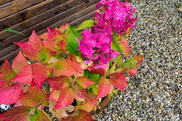 Red, pink, yellow and green colored autumn garden flowers after rain