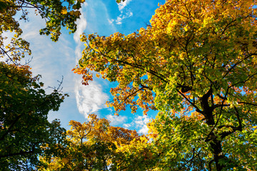 Beautiful yellow and green colored treetops against blue sky with white clouds, autumn scene