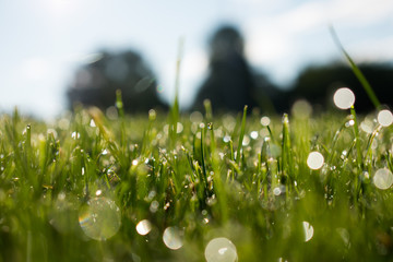 Dewy grass with natural bokeh, blue sky with clouds, trees and houses in the background