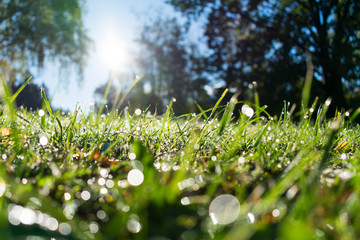 Dewy grass with natural bokeh with trees, blue sky and sun blurred in the background