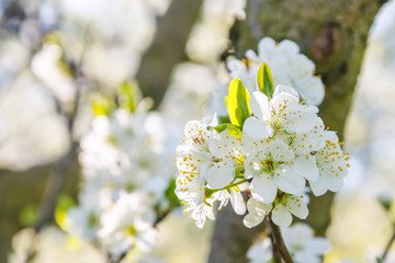 Blossoming tree brunch with white flowers on bokeh green background
