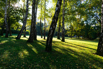 Fototapeta na wymiar Sun rays creating tree shadows early in the morning in a park in autumn