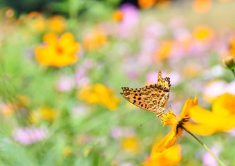 コスモスとヒョウモンチョウとコピースペース
