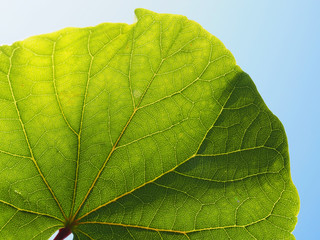 Saubere Luft: Grünes Blatt eines Baumes