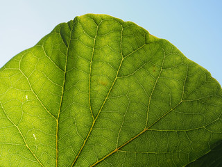 Saubere Luft: Grünes Blatt eines Baumes