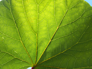 Saubere Luft: Grünes Blatt eines Baumes