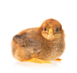Cute newborn chicken