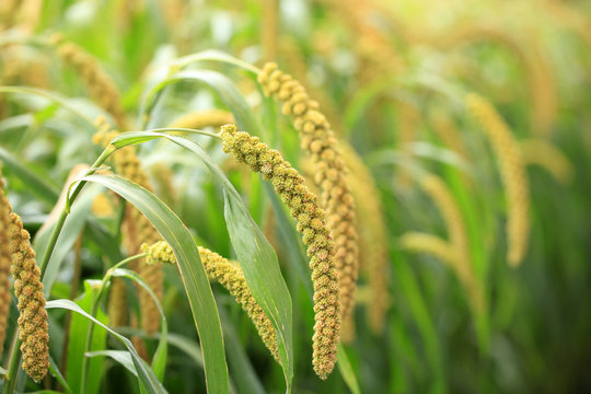  foxtail millet