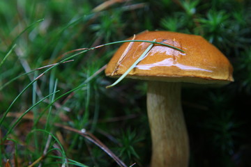 Goldr&ouml;hrling R&ouml;hrling