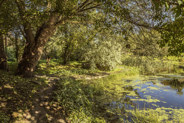 Fototapeta na wymiar Autumn garden by a pond