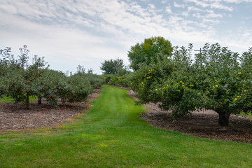 Apples tree plantation