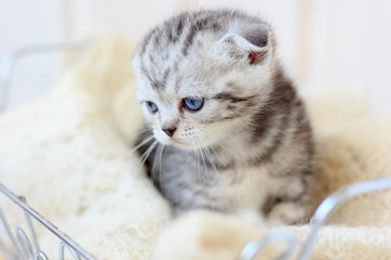 Obraz premium Portrait of young kitten