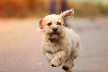 Dachshund dog running