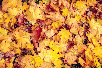 Naklejka na ściany i meble Fallen leaves in autumn forest.