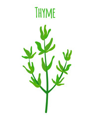 Obraz premium Thyme, organic spice, vegetarian nutrition. Cartoon flat style. Vector illustration