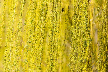 yellow flowers on willow branches in nature