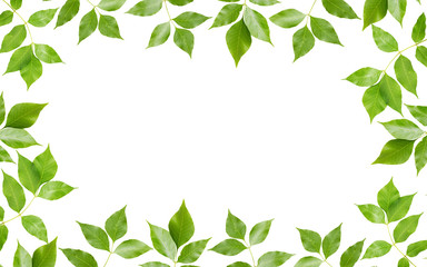 Fototapeta premium Green leaves on white background