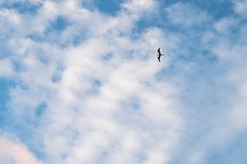 Fototapeta premium Lone Sea Bird in a Clouded Blue Sky