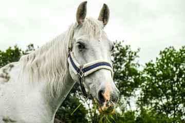 graceful white horse in a field