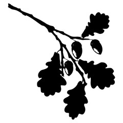 Ecology stylized vector illustration. Oak leaf, acorn and branch isolated silhouette. Eco nature seasonal graphic