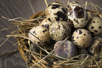 Obraz premium Quail eggs in a nest on a rustic wooden background. Healthy food concept.