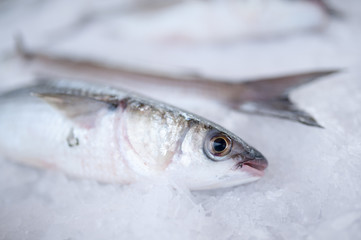 Poisson mulet sur l'étal de pêcheur