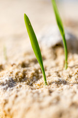 green grass in the sand in the nature