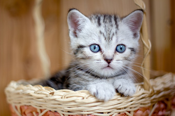 Adorable little kitten sitting in a wicker basket.