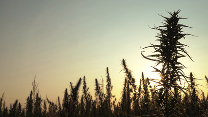Wide shot of marijuana field in the amazing sunset background.