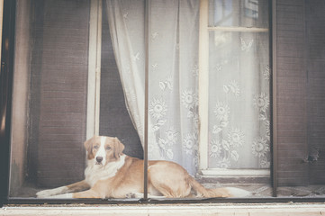 Chien derrière une fenêtre