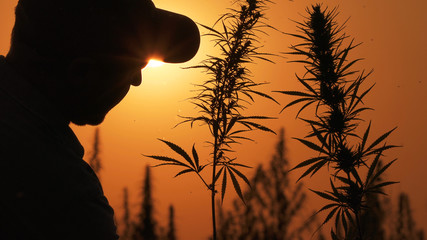 Medium shot of the man processing the marijuana field in the sunset background.