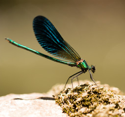 dragonfly in the park in nature