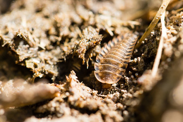 An insect with a shell in the ground in the nature