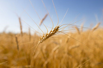 Yellow ears of wheat against the blue sky