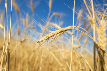 Yellow ears of wheat against the blue sky