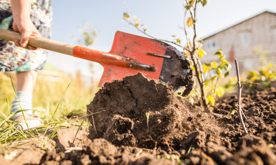 a woman digs a garden with a shovel