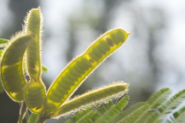Closeup Mimosa pudica Leaves