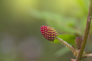 Closeup Mimosa pudica flower
