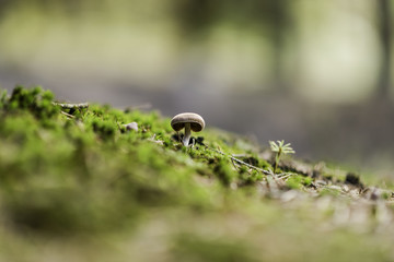 mushroom 
