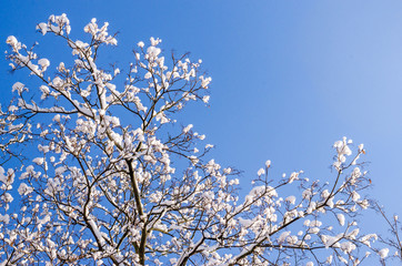 Branches of a tree with buds in the snow against a bright winter blue sky. Copyspace for text.