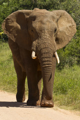 Fototapeta na wymiar African elephant walking on a gravel road