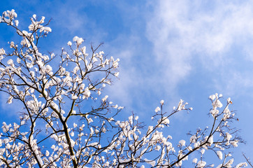 Branches of a tree with buds in the snow against a bright winter blue sky. Copyspace for text.